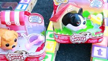 CHUBBY PUPPIES Dog Park Chubby Puppy   Paw Patrol   Wiggles Video Toy Review