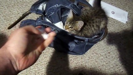 Chat qui ne comprend pas les ordres de son maitre