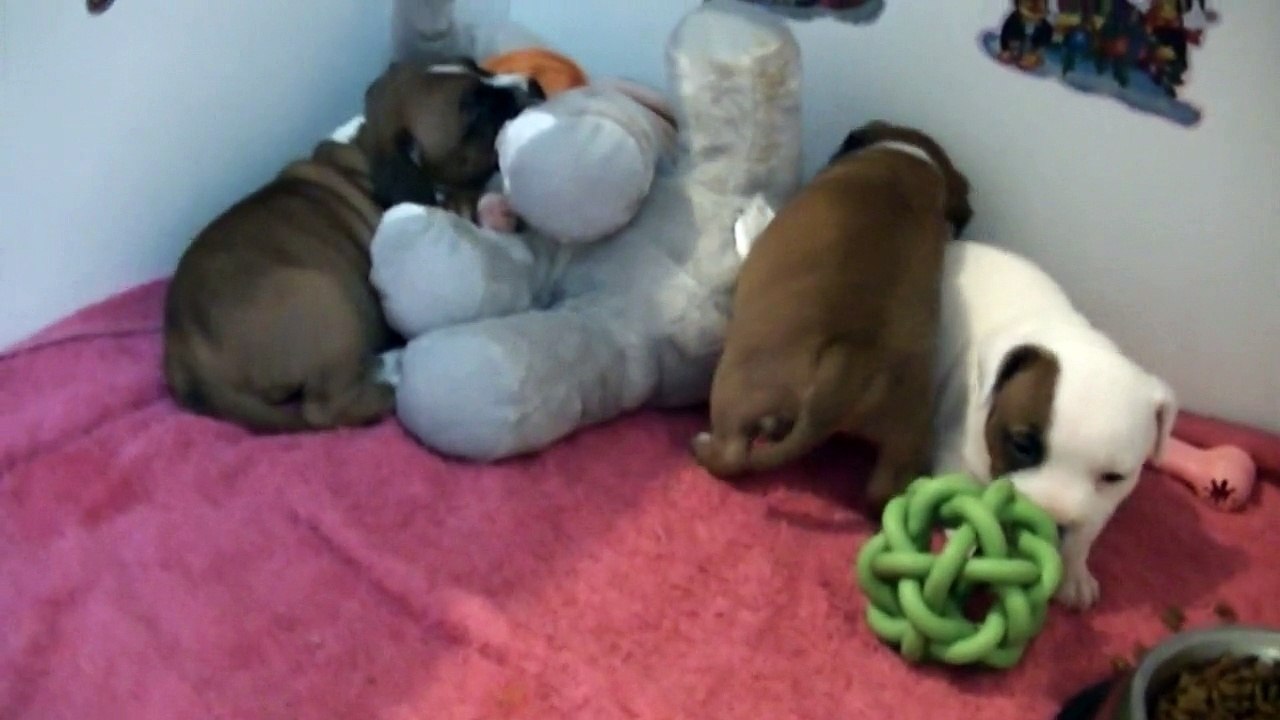 41ème vidéo La  récréation avec les chiots staffies de  STAFFORDLAND