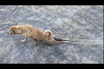 Clever Dog fake Injury