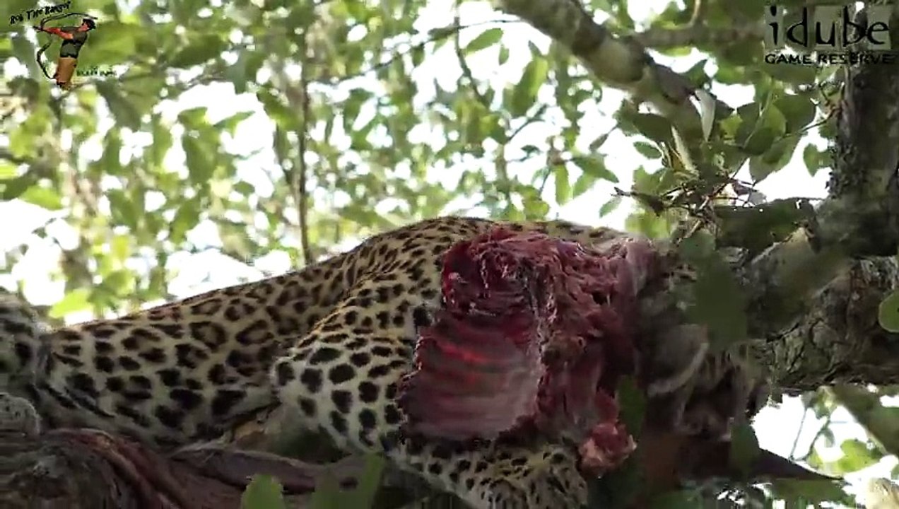 Leap Of Leopards - Mother And Cubs (26)  Feeding On A Bushbuck (4K Video)