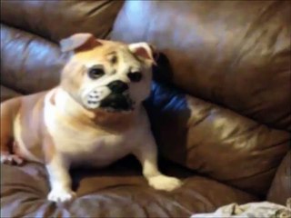 Ce chien est meilleur que Travolta dans Volte-face