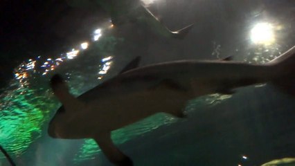 Aquario dos Tubarões -Shark - em Miami - Orlando -USa
