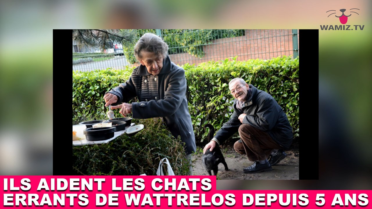 Ils aident les chats errants de Wattrelos depuis 5 ans ! L'histoire dans la minute chat #97