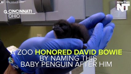 A Zoo Honors David Bowie By Naming A Baby Penguin After Him