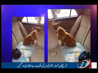 Asifa Bhutto's pet cats receive lavish welcome in Lahore