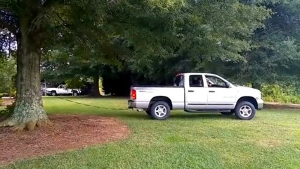 Powerful Dodge Pickup Truck Pulls Tree Down