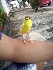 "..Beautiful Bird.." - Adnan Ali Abbas
