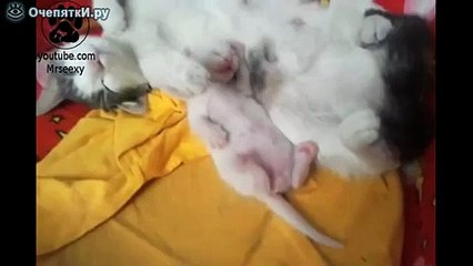 Маленький спящий котёнок