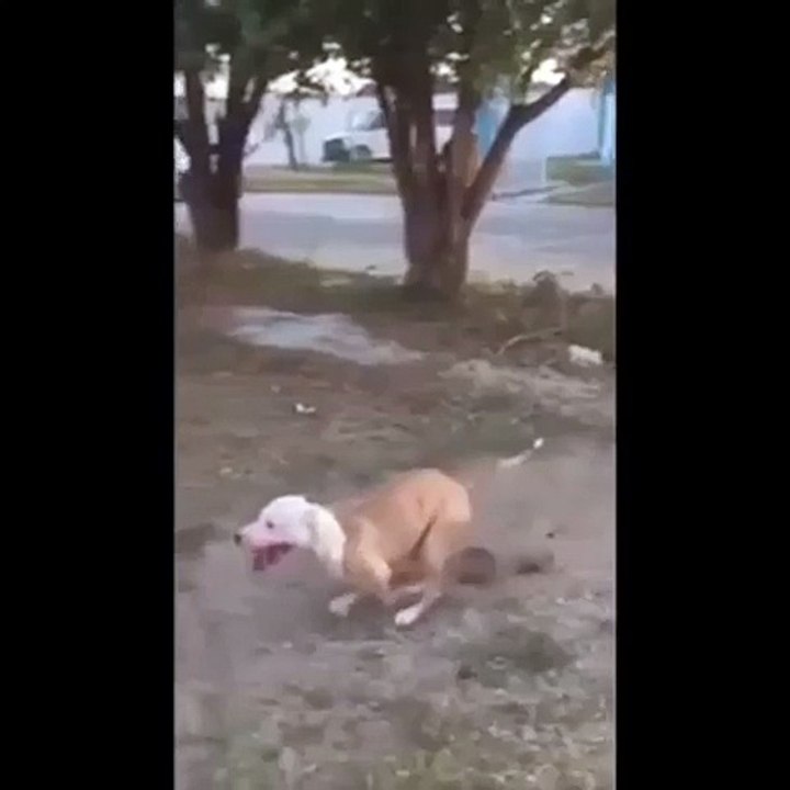 Ni Anjing Amazing Nama Ndro!!!!!!!!!