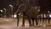OMG!!! Elephant enters in Town