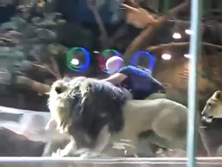 Female lion saves man