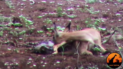 Unbelievable  Leopard Hesitates Before Taking Out An Impala Lamb At Birth