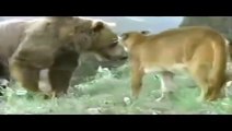 Wild Animal Attacks   Big Battle Animals Real Fight   Video HD