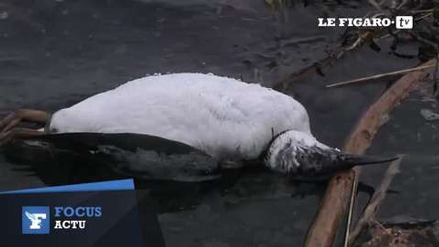 Le mystère autour de la mort de 8000 oiseaux en Alaska