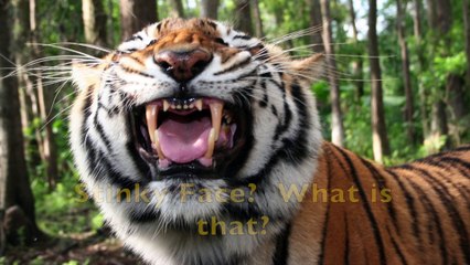 Big Cats And "Stinky Face"