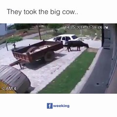 "..The Most Amazing.." - Adnan Ali Abbas