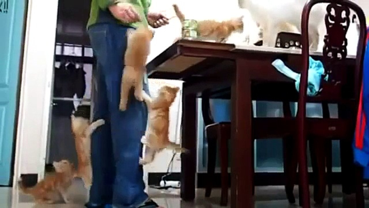 RETO: Intenta ver este Video SIN REIRTE! Los Gatos más graciosos del mundo