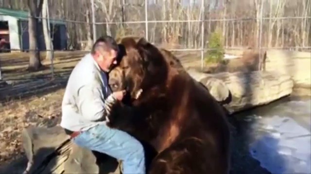 Daredevil play fights with terrifying 9ft bear then scratches its back in incredible video