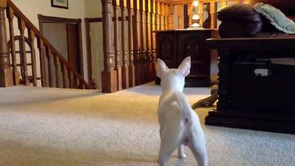 Dog Meets Lizard For First Time