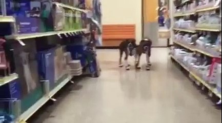 Dogs Awkwardly Walk in Supermarket