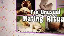 10 Unusual Mating Rituals