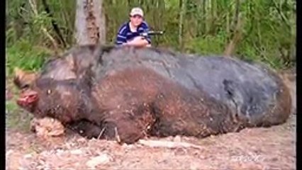 BIGGEST Animals Ever - GIANT CHICKEN