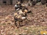 Cute Wild Dog Puppies Outside at Brookfield Zoo