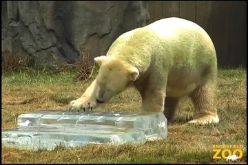 Hudson Polar Bear Keeps Cool