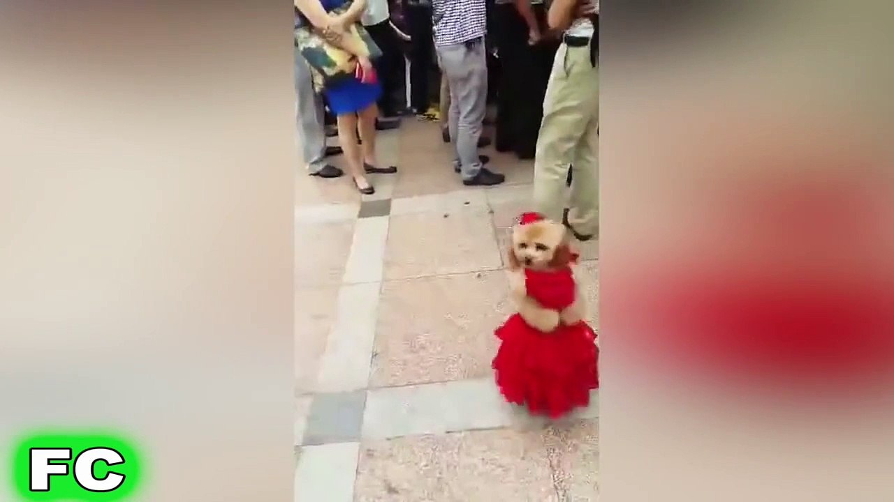 Crazy FUNNY Videos Compilation ★ BEST of November 2015 ★ FailCity