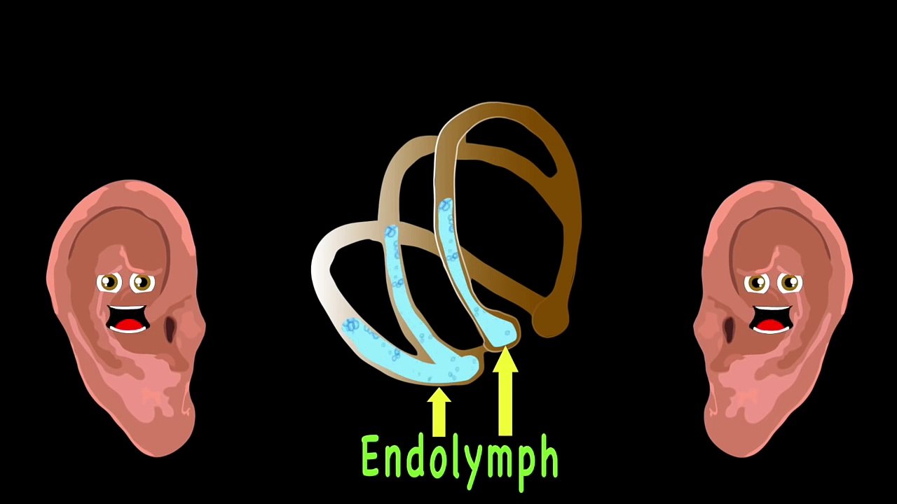 The Human Body for Kids/Learn about the Human Body for Children/Ear Song