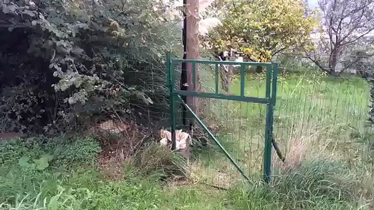 Un chat voleur