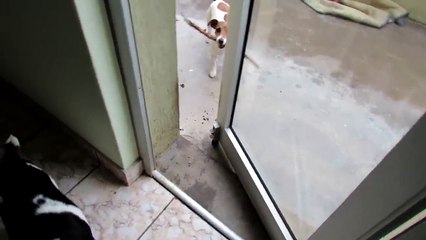 Ce chien n'a pas inventé l'eau chaude