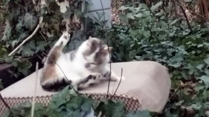 Urgent chaton cherche famille. - environ 5 mois . Il vit dehors.  Il s'appelle Maou