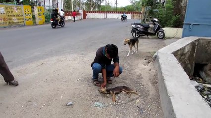 Ce chien mourrant remue la queue quand il voit ses sauveteurs arriver, la suite est géniale