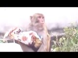 Monkeys are selfish,very funny follow of two very young monkeys