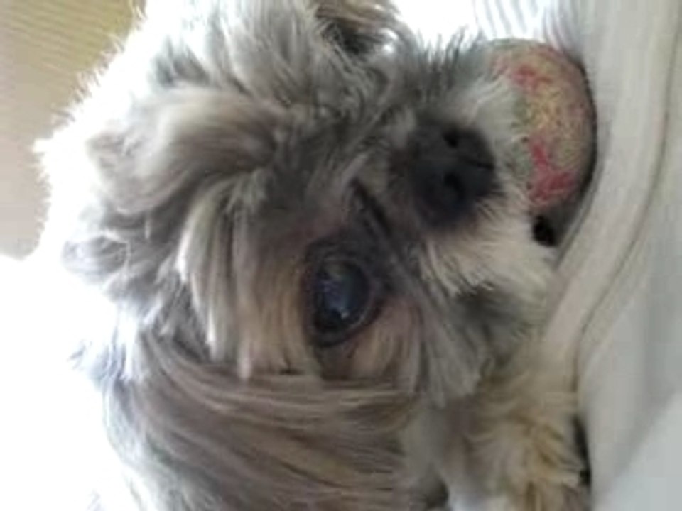 Rob'in le p'tit shit-tzu