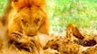 Lion Video THE LION WHO GREETS WITH FIRE {Lion Vs Hyena The Documentary NATIONAL GEOGRAPHI
