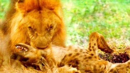 Lion Video THE LION WHO GREETS WITH FIRE {Lion Vs Hyena The Documentary NATIONAL GEOGRAPHI