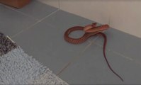 Tired of These Snakes in These Bathrooms