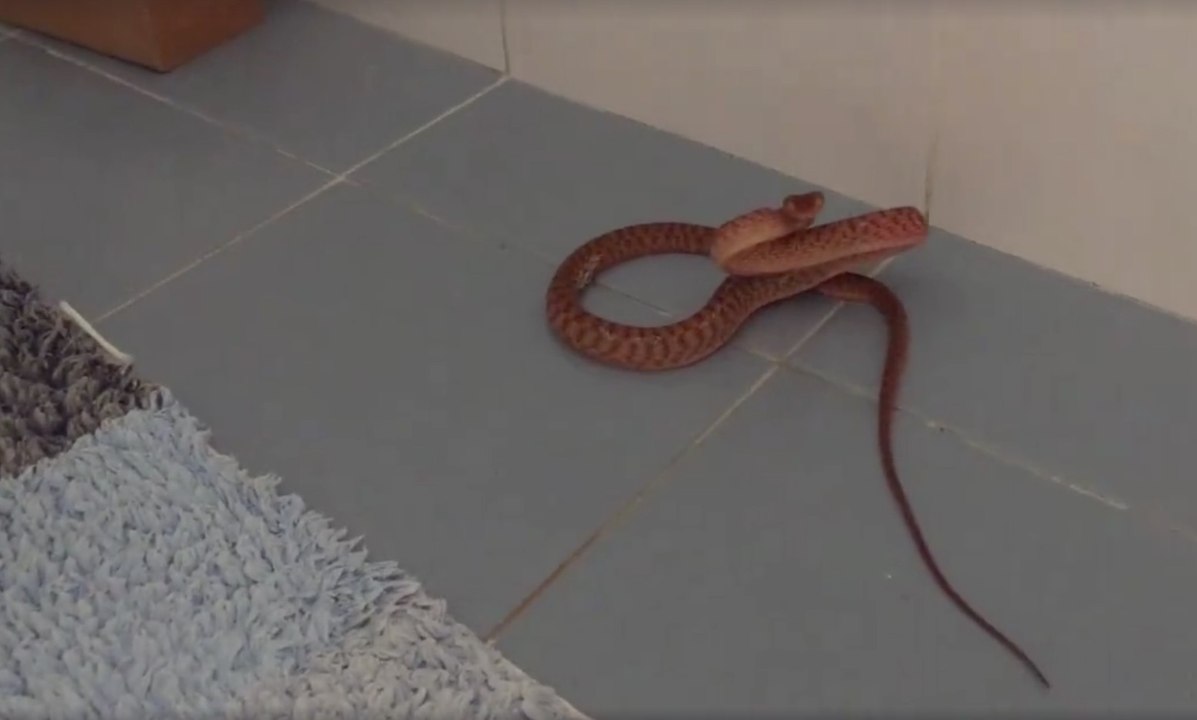 Tired of These Snakes in These Bathrooms