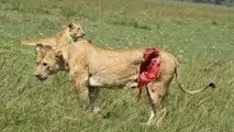 Lion Attack Lions vs Giraffe Fight to the Death Wildlife Animals Lions Documentary