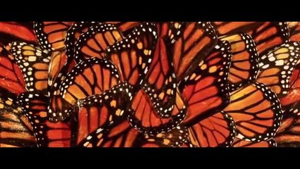 Où se trouve la réserve de biosphère du papillon monarque ? (Google Doodle)