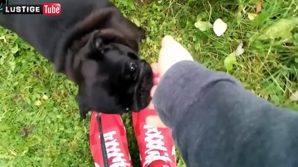 Lustige Videos zum Totlachen Deutsch 2015 ☆ Beste Witzige Videos Unfälle #13