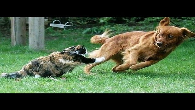 FUNNY VIDEOS Funny Cats Funny Cat Videos Funny Animals Fail Compilation Cats Fails