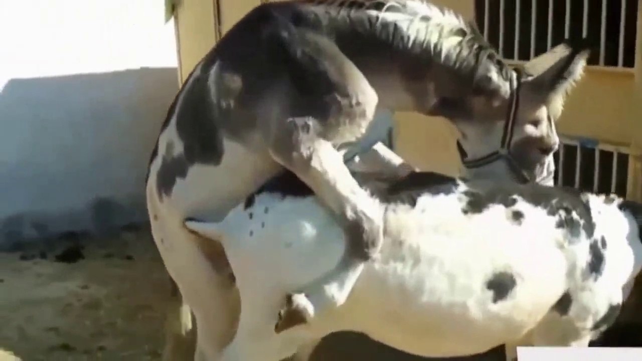 Horse mating, donkey mating big horse funny - Animals mating 2015 HD