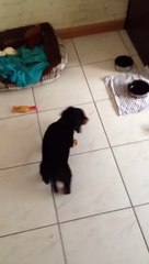 Adorable : ce chiot joue à la balle pour la première fois