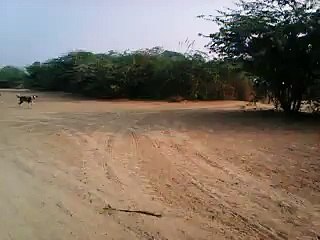 video for spictiol  dog dog very danger