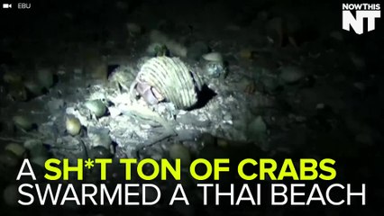 Hundreds Of Crabs Swam A Beach In Thailand