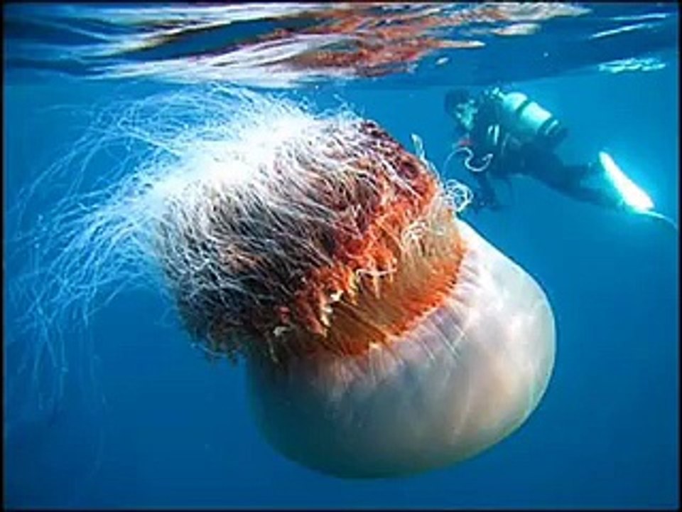 World s BIGGEST Creatures!